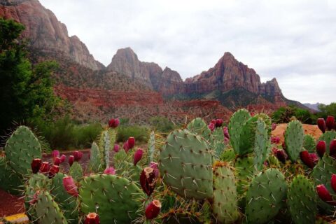 green cactus by rocky mountain during daytime