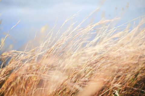 The Wind Cries Mary