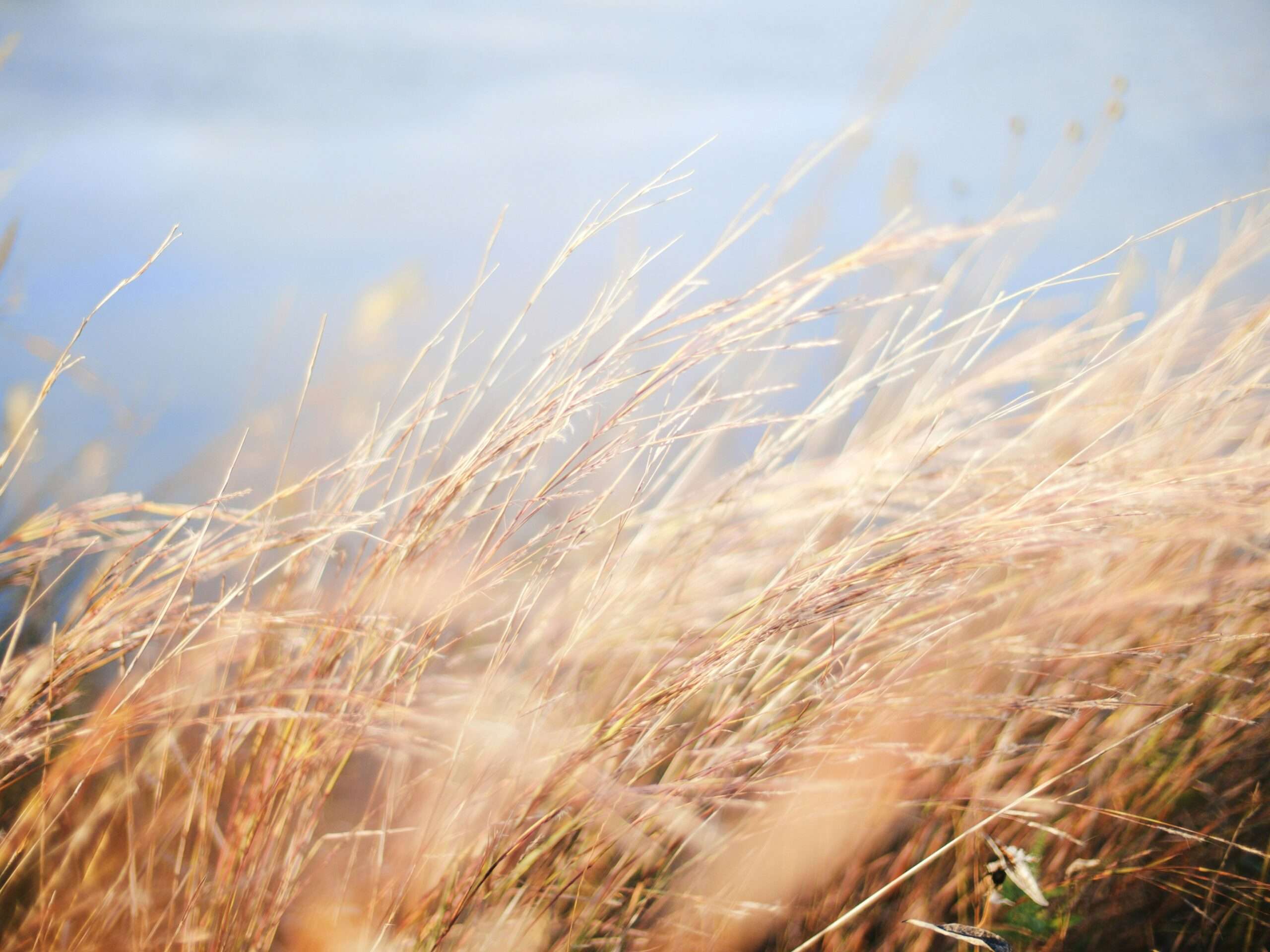 The Wind Cries Mary